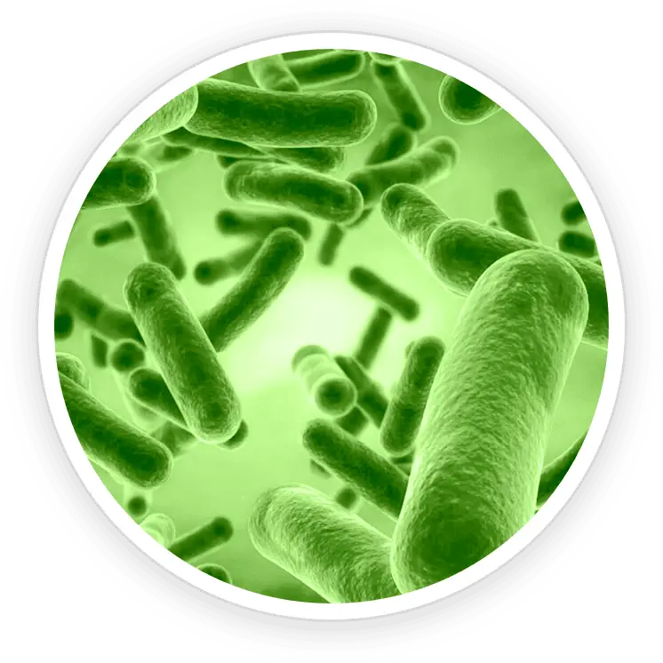 PrimeBiome ingredient Bacillus Coagulans spore-forming probiotic